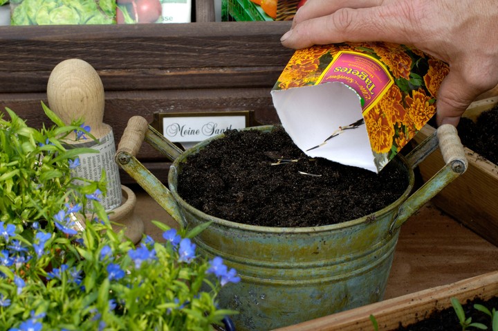 Nova zahrada - ako pestovat kvitnuce druhy